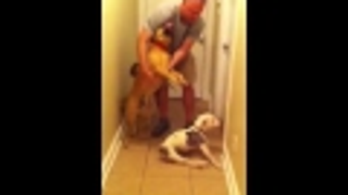 Your Morning Cry: Disabled Dog Greets Her Person Upon Return From Deployment